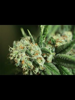 Devils Harvest - Chiesel - Regular