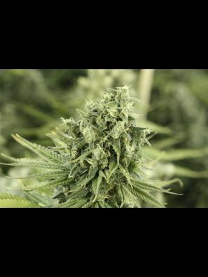 Devils Harvest - Dazy Jones - Regular