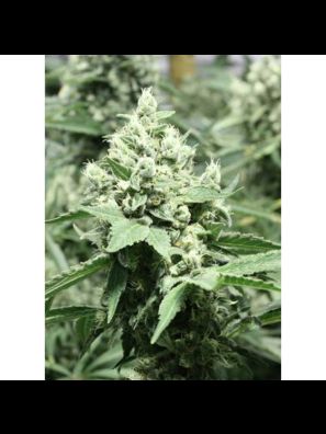 Devils Harvest - Devil's Dawg - Regular