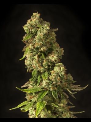 Devils Harvest - John Doe
