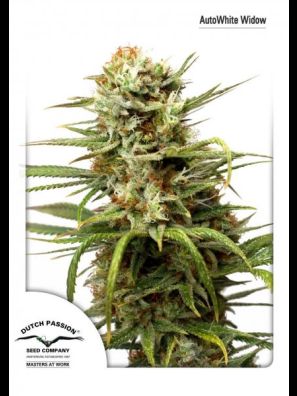 Dutch Passion - Auto White Widow