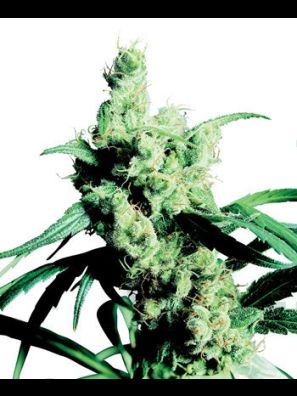 Sensi Seeds - Silver Haze #9