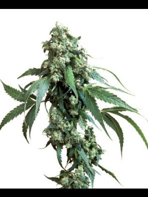 Sensi Seeds - Jack Flash #5