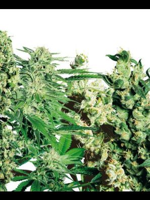 Sensi Seeds - Feminized Mix