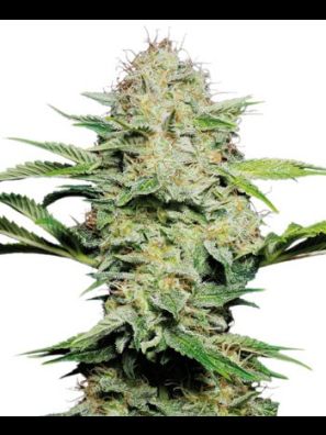 Sensi Seeds - Sensi Skunk Automatic