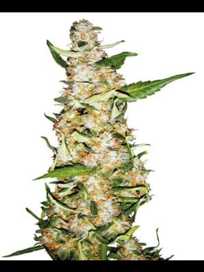 Sensi Seeds - Skunk #1 Automatic