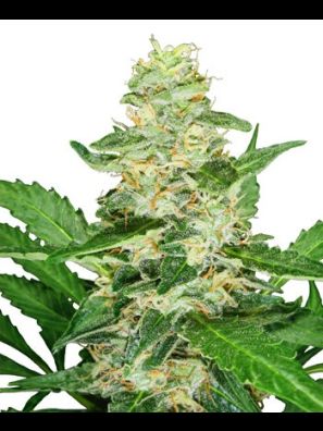 Sensi Seeds - Super Skunk Automatic