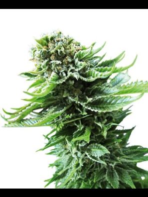 Sensi Seeds - Northern Lights Automatic