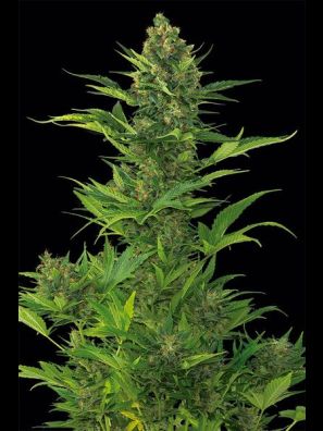Dinafem - Amnesia XXL Autoflowering