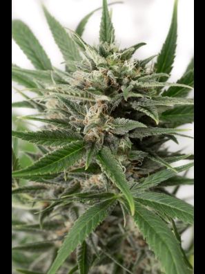 Dinafem - Blue Amnesia XXL Autoflowering