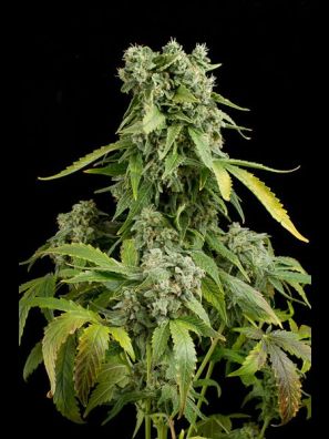 Dinafem - Blue Cheese Autoflowering