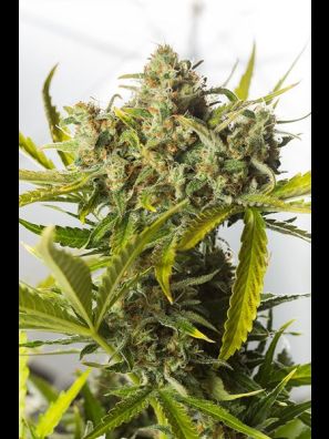 Dinafem - Blue Critical Autoflowering