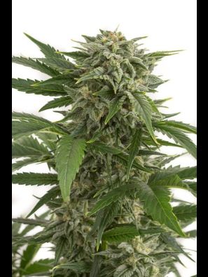 Dinafem - Bubba Kush Autoflowering
