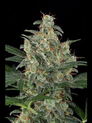 Dinafem - Cheese Autoflowering