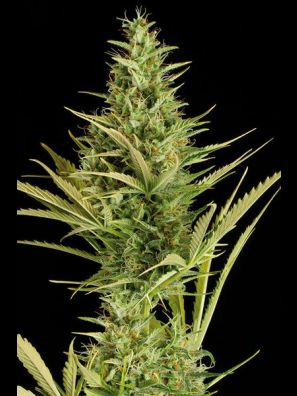 Dinafem - Cheese XXL Autoflowering