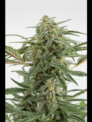 Dinafem - Critical + 2.0 Autoflowering