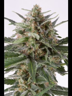Dinafem - Critical + Autoflowering