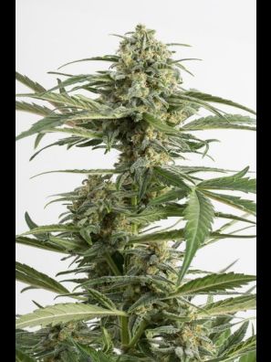 Dinafem - Critical Cheese Autoflowering