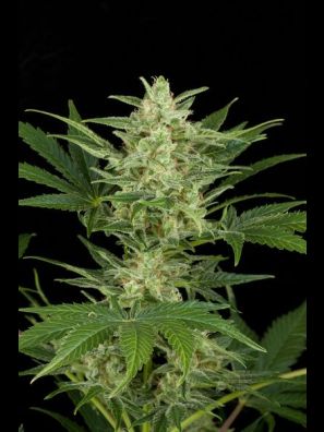 Dinafem - Critical Jack Autoflowering