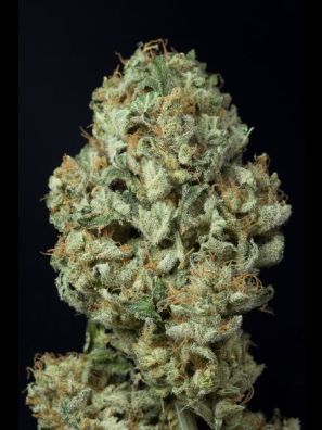 Dinafem - Dinamex Autoflowering