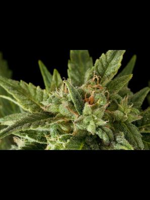 Dinafem - Fruit Autoflowering