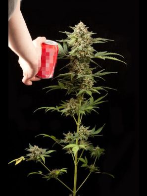 Dinafem - Haze 2.0 Autoflowering