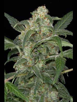 Dinafem - Haze Autoflowering