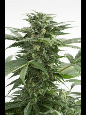 Dinafem - Haze XXL Autoflowering