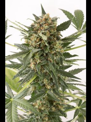 Dinafem - Kush-N-Cheese Autoflowering