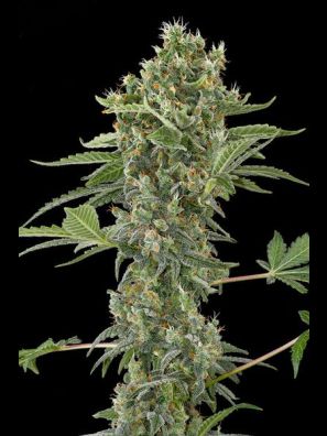 Dinafem - Moby Dick Autoflowering