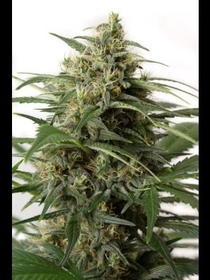 Dinafem - Moby Dick XXL Autoflowering