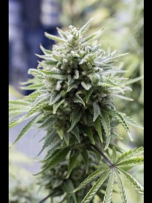 Dinafem - OG Kush Autoflowering