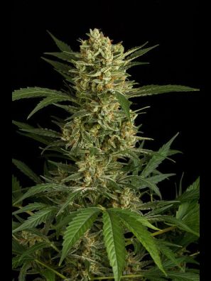 Dinafem - Original Amnesia Autoflowering