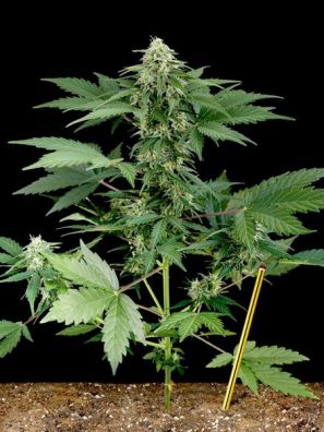 Dinafem - Roadrunner Autoflowering