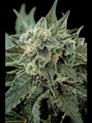 Dinafem - Roadrunner#2 Autoflowering