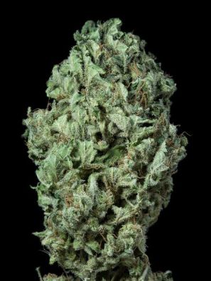 Dinafem - Sour Diesel Autoflowering