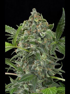 Dinafem - White Cheese Autoflowering