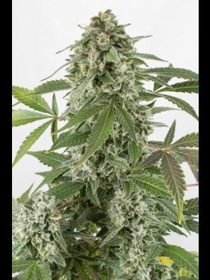 Dinafem - White Widow Autoflowering