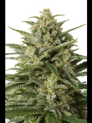 Dinafem - White Widow XXL Autoflowering