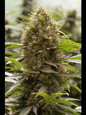 Dinafem - Amnesia Kush