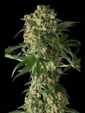 Dinafem - Big Kush