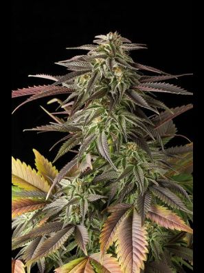 Dinafem - Blue Cheese
