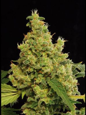 Dinafem - Blue Hash