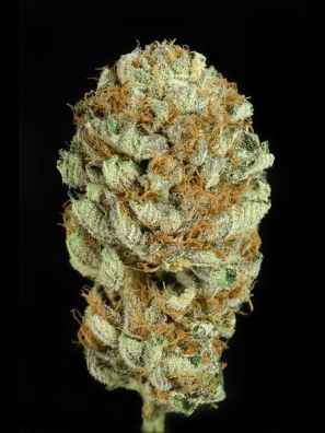 Dinafem - Blue Kush