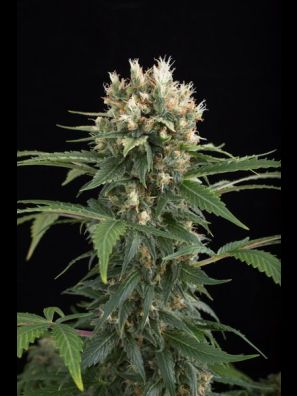 Dinafem - Blue Thai
