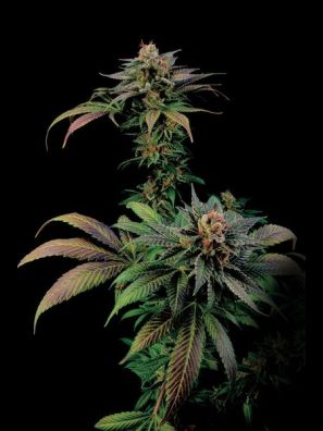 Dinafem - Blue Widow