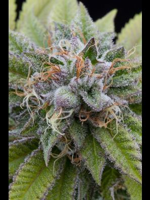 Dinafem - Bubba Kush