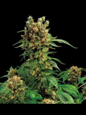Dinafem - California Hash Plant