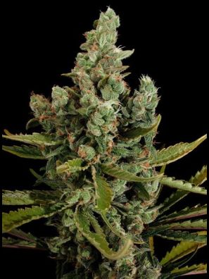 Dinafem - Cheese