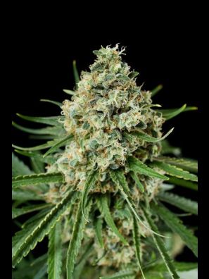Dinafem - Critical + 2.0
